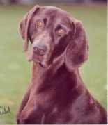 krikkagsps.com Krikka