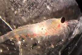 Krill