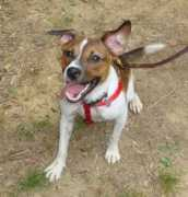 paw-rescue.org Kringle