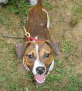 paw-rescue.org Kringle