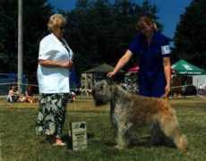 joyalenbouviers.com Krisco