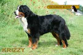 Krizzy