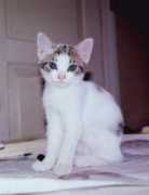 miau.seven-cats.com Krolewna