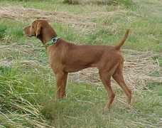 jimheckertkennels.com Krook