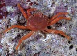 flmnh.ufl.edu Kroppi