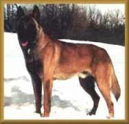 taylordcanines.com Kruser
