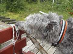 personal.inet.fi Krusse