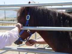 kbrhorse.net Kruzer