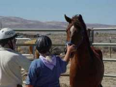 kbrhorse.net Kruzer