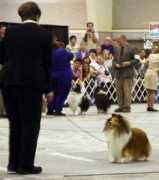 brangayshetlandsheepdogs.com Krystalyn