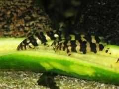 badmanstropicalfish.com Kubs