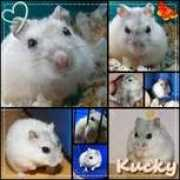 vivapets.com Kucky