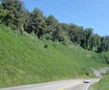 johnsonmatel.com Kudzu