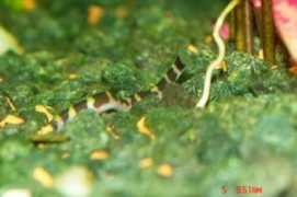 tropicalfishgallery.com Kuhli