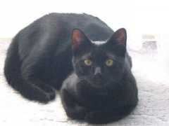 modrykocour.cz Kukulin