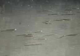 aktifhaber.com Kulaca