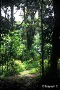 Kulal