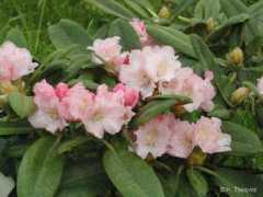 rhodogarden.com Kullervo