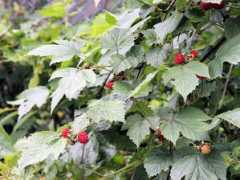 botanic.jp Kumait