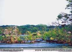Kumana