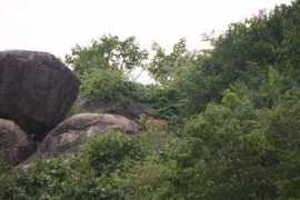 Kumana