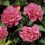 gardenguides.com Kumasaka