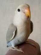 Kumikumi