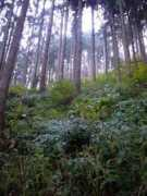 Kumizaki