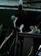 Kummy