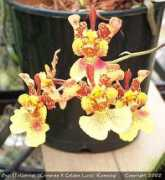 slipperorchid.com Kumsing