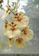 slipperorchid.com Kumsing