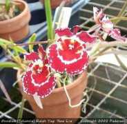 slipperorchid.com Kumsing