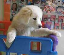 gotpetsonline.com Kundert