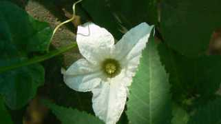 Kunduru