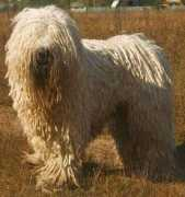 Kunok