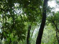 confluence.org Kunping