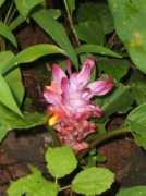 Kunsang