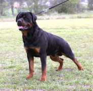 kimurakennel.no Kuntak