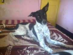 indiapetfinder.com Kuntal