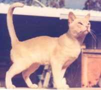 Kupro