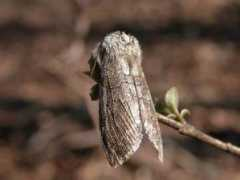 jpmoth.org Kuramana