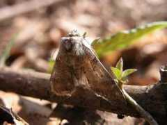 jpmoth.org Kuramana