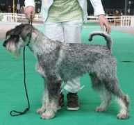 amordischnauzer.com Kuramshina