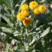 smgrowers.com Kuranga