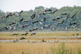 naturetours.ee Kured