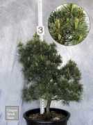 oregonsmalltrees.com Kurger