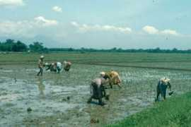 sunda.org Kuriang