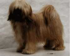 hund.ch Kuringen