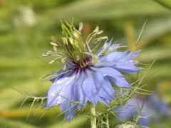 botanic.jp Kurota
