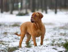 mein-hund.de Kursina